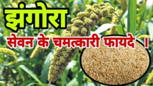 पहाड़ी सुपर मिलेट्स: झंगुरा सेहत का खजाना, वजन और शुगर कंट्रोल में कारगर