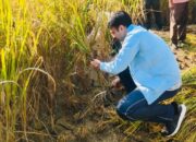 धान के खेतों में उतरें जिलाधिकारी सविन बंसल, दरांती थाम किसानों संग की फसल कटाई – खेतों में गूंजा “जय किसान