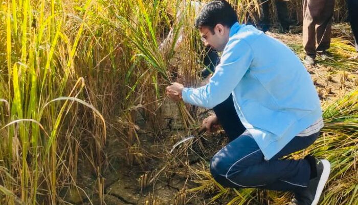 धान के खेतों में उतरें जिलाधिकारी सविन बंसल, दरांती थाम किसानों संग की फसल कटाई – खेतों में गूंजा “जय किसान
