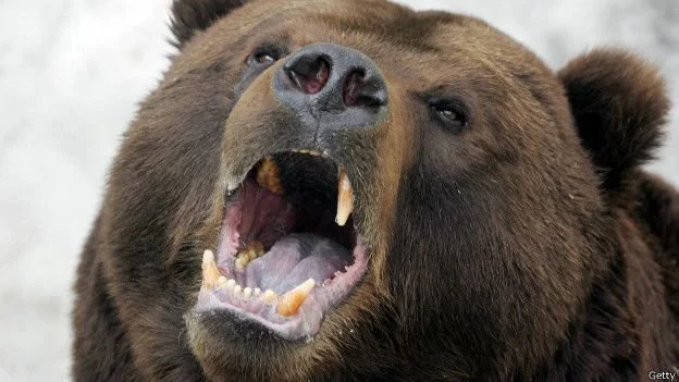 खनसर घाटी में भी भालुओं की दस्तक