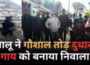 लासी गांव में भालू ने दुधारू गाय को बनाया शिकार